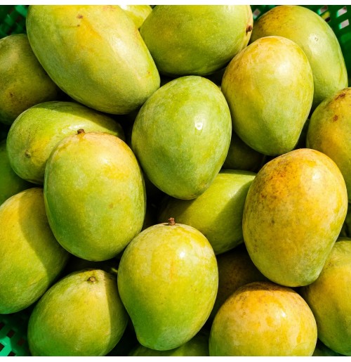 Mango - Japarta (3-4 days to ripen) 